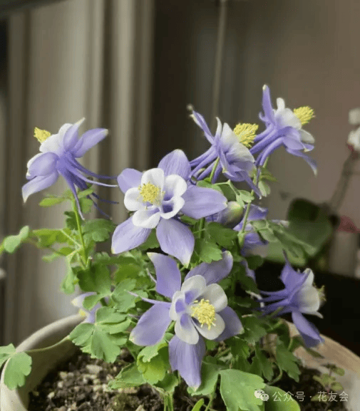 耧斗菜的种植方法